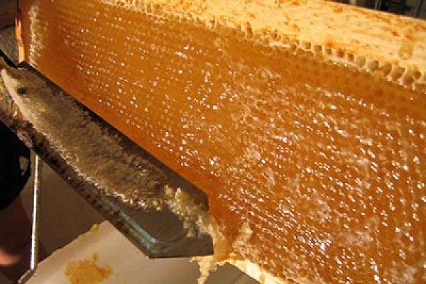 اولین محصول عسل دانش آموزان عشایری سیستان وبلوچستان برداشت شد