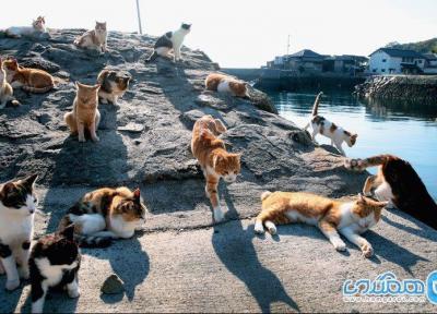 جزیره ای برای گربه ها در سرزمین دیدنی ژاپن!