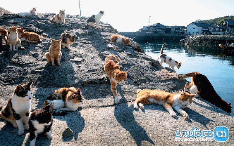 جزیره ای برای گربه ها در سرزمین دیدنی ژاپن!