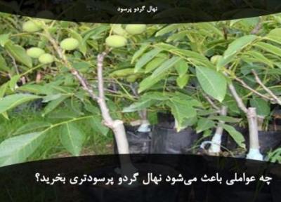 عوامل تاثیرگذار در خرید نهال گردو پرسود و پر محصول
