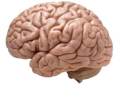 ارتباط عجیب ساختارهای مغز با مهارت خواندن