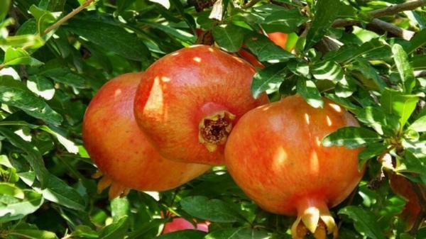 خودنمایی انارهای سرخ بر تنه درختان ، فصل برداشت فرا رسید