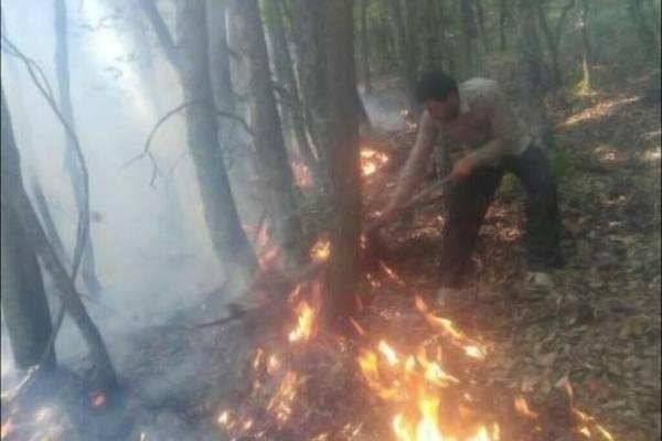 جنگل کجور نوشهر طعمه آتش شد ، آتش در کمین 80 هزار هکتار جنگل