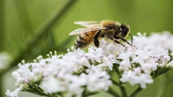 درمان سرطان با استفاده از نیش زنبور