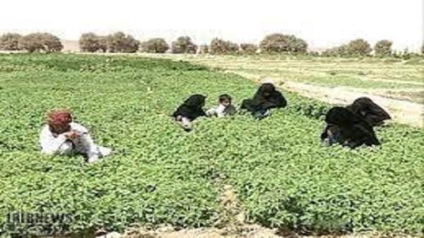 منظره روشن توسعه بخش کشاورزی درشهرستان سیب و سوران