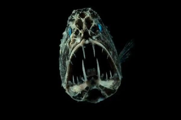 تصاویری از یک ماهی ترسناک که کاملا بی آزار است ، دندان نیش ها را بهتر بشناسیم