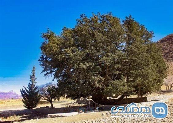 درختان سرو کهنسال شهرستان تفتان در لیست میراث طبیعی ملی ایران به ثبت رسیدند