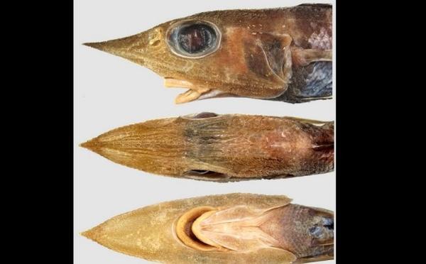 کشف گونۀ عجیبی از ماهی که شبیه کابوس است!